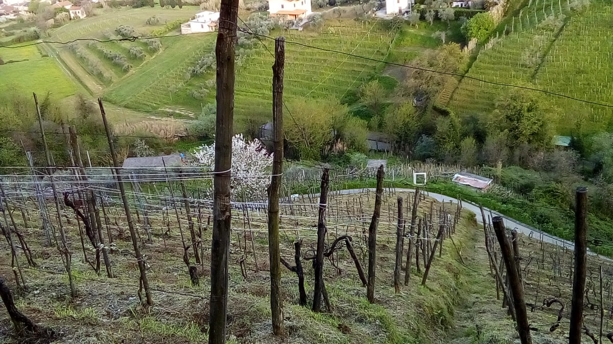 Monteverde. Roberto Castagnini.