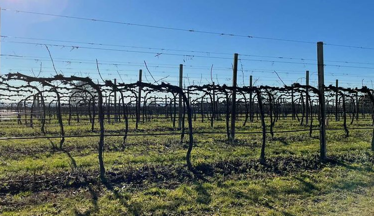 Vigna Tenuta Uccellina