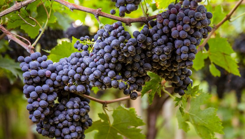 Montepulciano diventa Cordisco